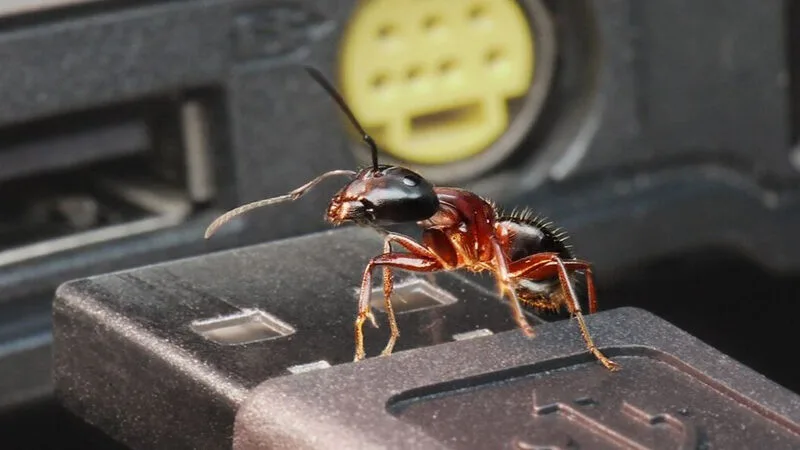 Côn Trùng Bò Vào Linh Kiện Pc Gây Sập Nguồn Đột Ngột